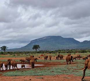 Elefanten Herde am Wasserloch