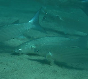 Rafa przy pomoście "Stella"