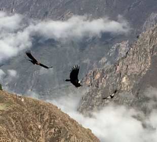 Condor Cross