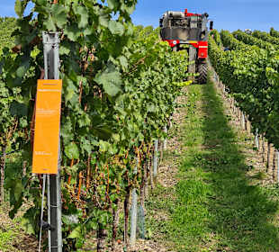 Weinberge von Nordheim am Main