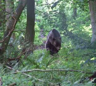 Bärenwald