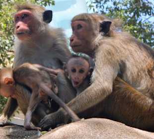 Affenfamilie