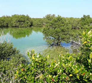 Al Thakira Mangroves