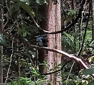 Parque Natural Obô do Príncipe