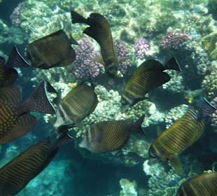 Schnorcheln Marsa Alam 