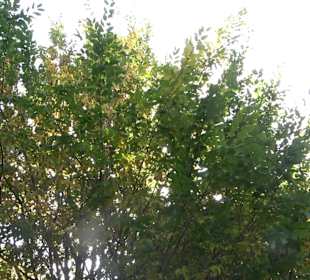 Arboretum Bondorf