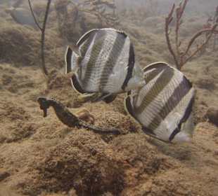 Tauchschule Merlin Sosua