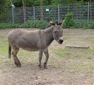 Tierpark Vogelhäusel Rauenberg
