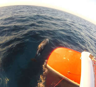 Delfine in freier Natur