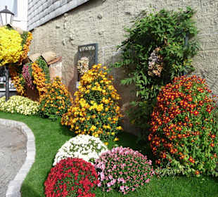 Lahr Chrysanthema