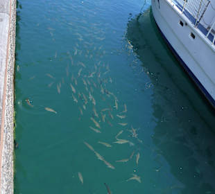 Fische im Hafen San Sebastian Gomera