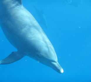 Delfinausflug November 2014