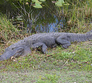 Nur wenige Schritte entfernt