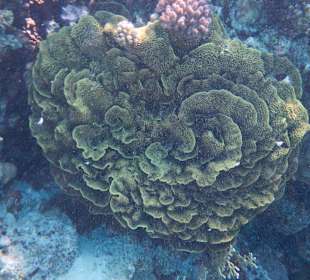 Korallen am Aussenriff