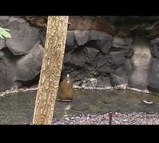 Kakteen so weit man sehen kann