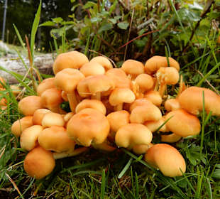 Wandern Ellmau am Wilden Kaiser