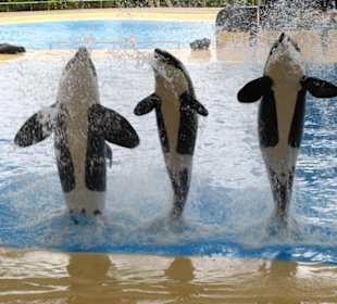 Orca Show