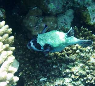 Musketenkugelfisch am Hausriff