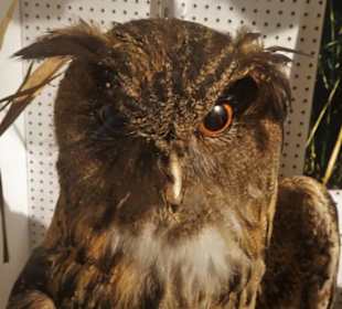 Tiere aus dem Chiemgau im Heimatmuseum