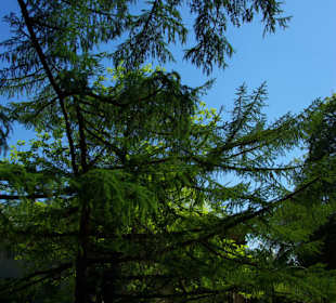 Seltene Pflanzen und Bäume im Schlosspark