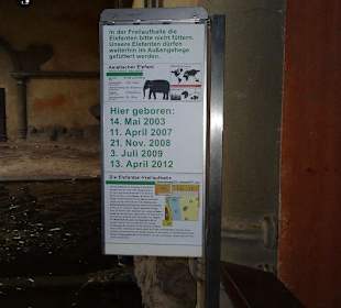 Beschreibung zu den Elefanten