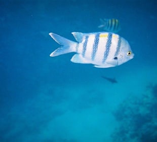 Sharm El Naga