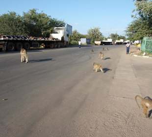 Vorsicht die Affen beissen