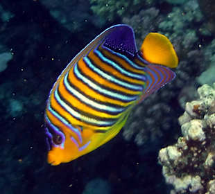 Rwelt Riff Rohanou Beach Resort