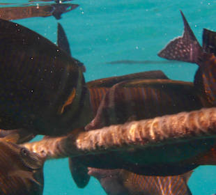 Riff vor Hotel Steigenberger Coraya Beach