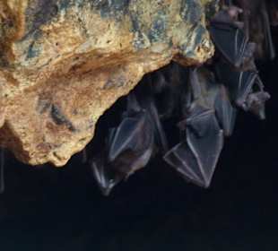 Eingang zur Fledermaushöhle