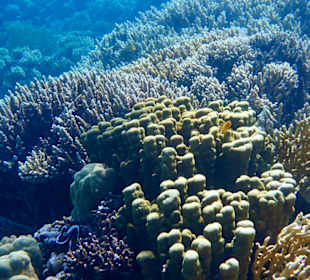 Schnorcheln Sahl Hasheesh