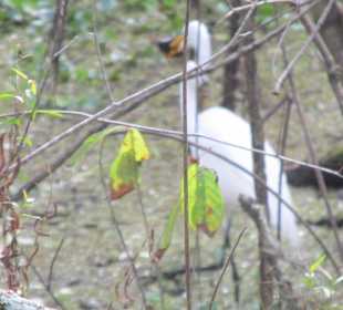 Vogel