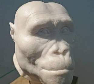 Das ist ein anderer Vormensch