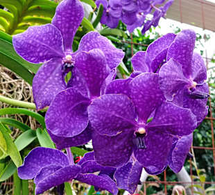 Raffeiner Orchideenwelt