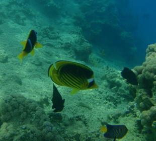 Viele Fische direkt am Strand