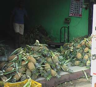 Grosshändler - frische Ananas