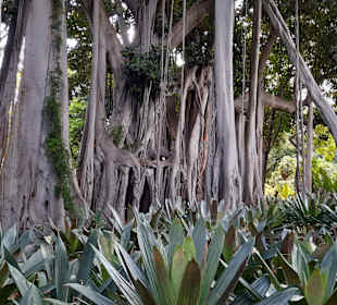 Botanischer Garten Puerto de la Cruz