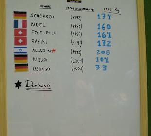 Alle Gorillas sind hier gelistet