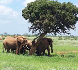 Überall Elefanten soweit das Auge reicht