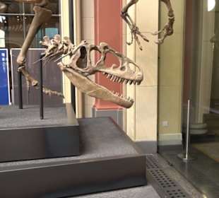 Museum für Naturkunde