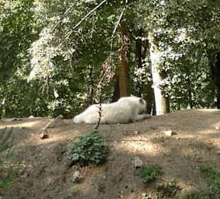 Zoo Brno