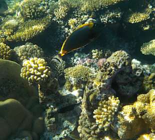 Schnorcheln Sharm el Sheikh