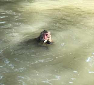 Affen füttern im Mangrovenwald