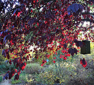 Herbststimmung im Dorfgarten Dötlingen