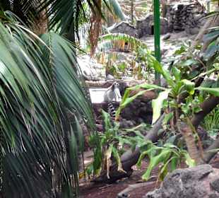 Oasis Park - Fuerteventura