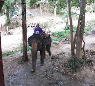 Elephant ride