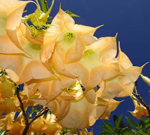 Impressionen aus dem Stadtpark von Funchal