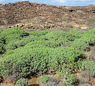 Impressionen von Lobos