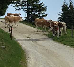 Wandern Mönichwald