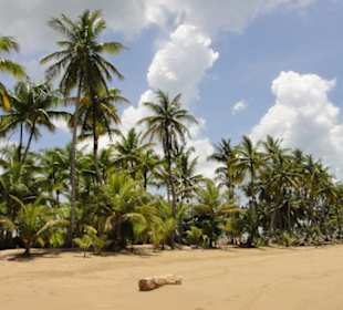 Samana-Las Terrenas Tour